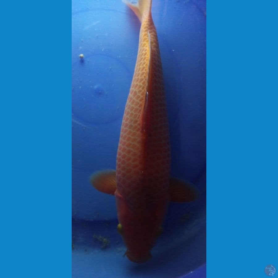 red caramel
