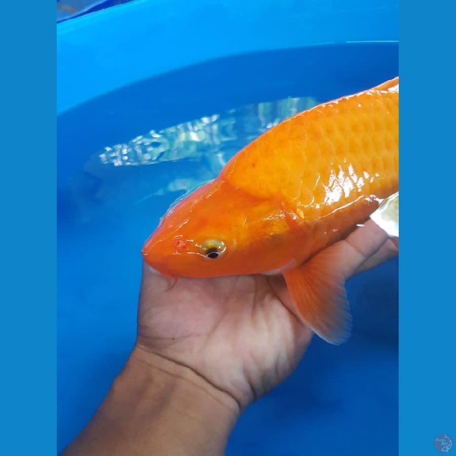 red 38cm punuk
