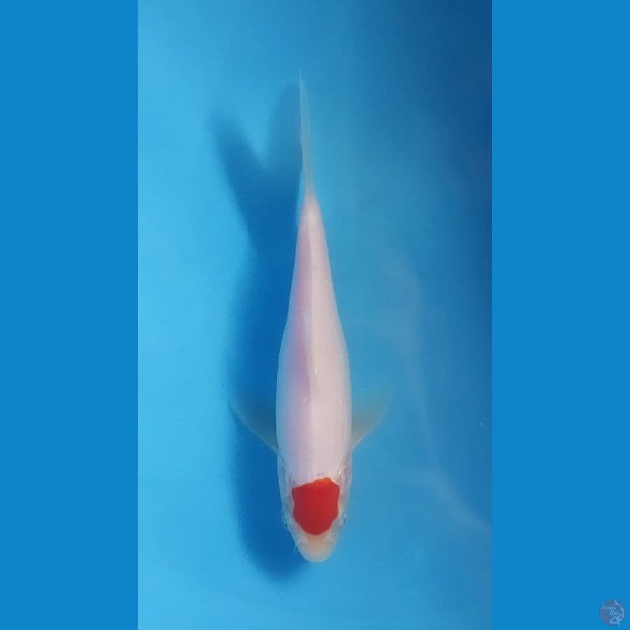 Tancho Kohaku