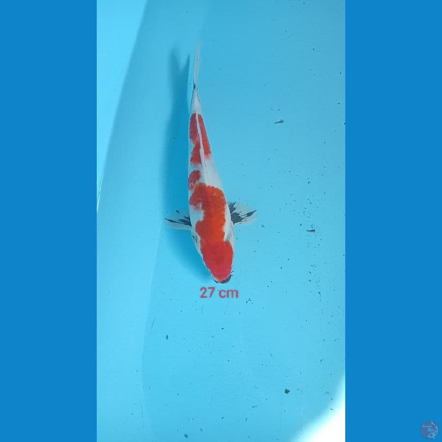 showa 27 cm