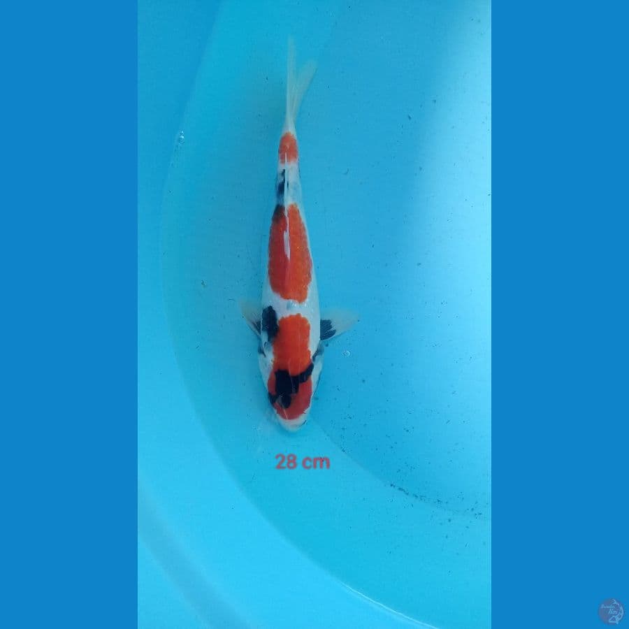 showa maruten 28 cm
