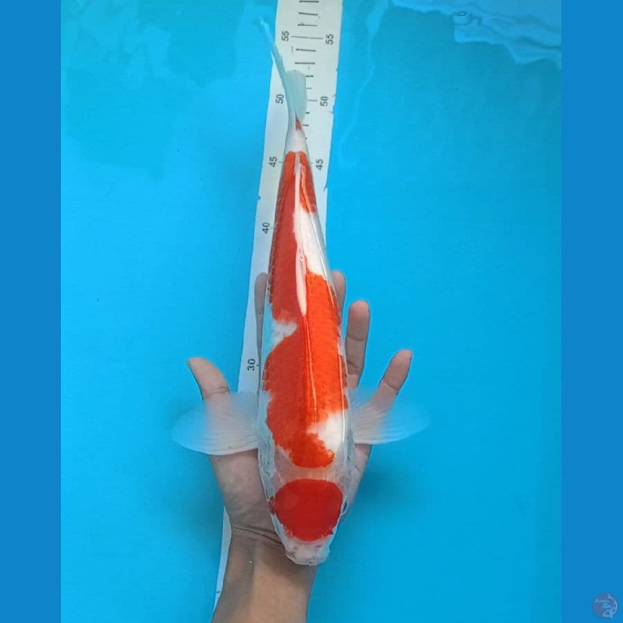 36 jantan cutker
