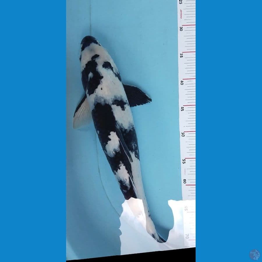 shiro 45cm M