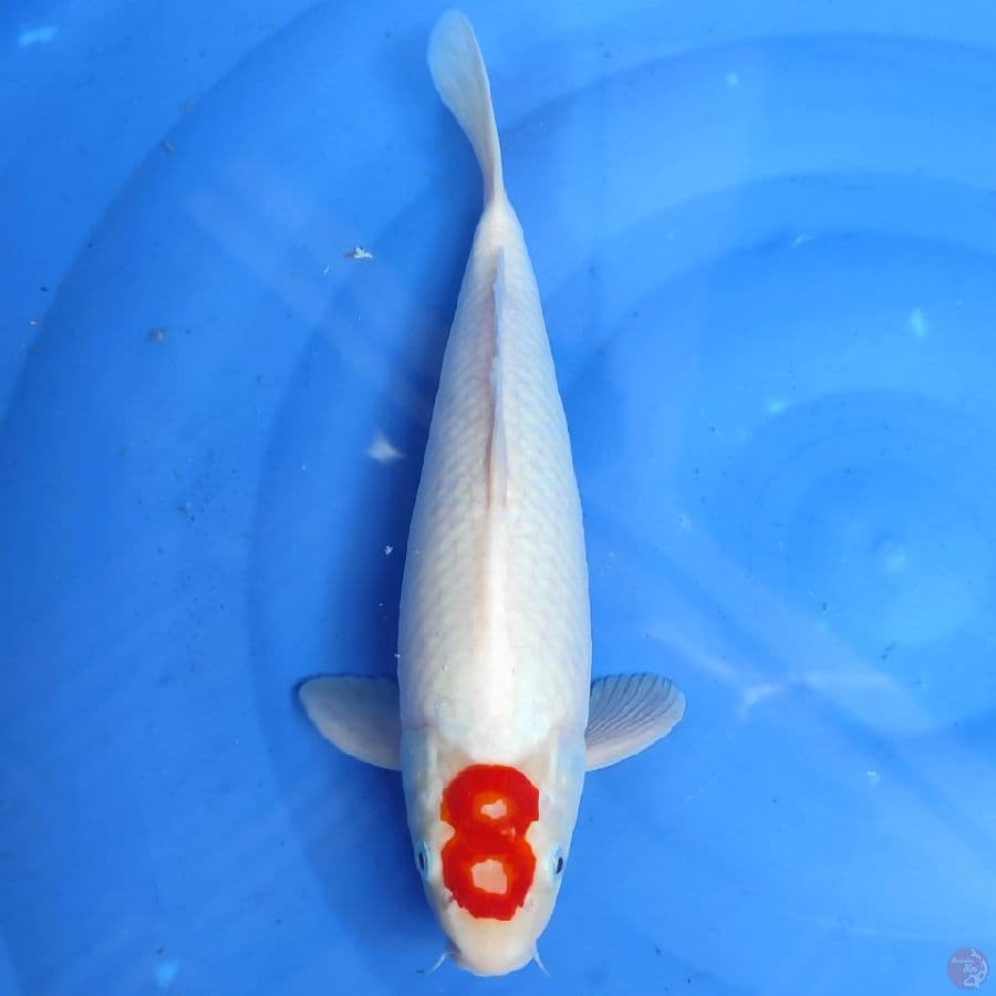AL - TC KOHAKU ANGKA 8
