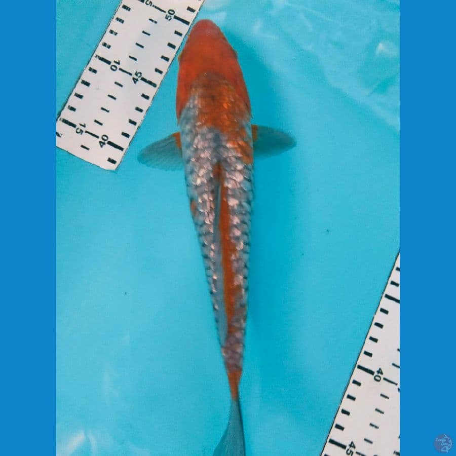 ochiba 29cm