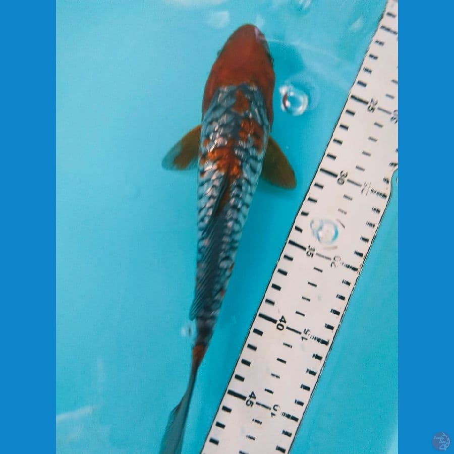ochiba 25cm