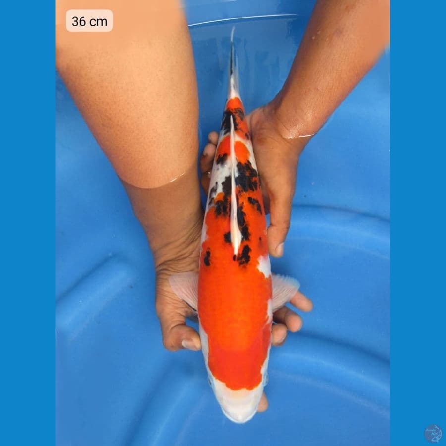 36cm - Sanke Prospek