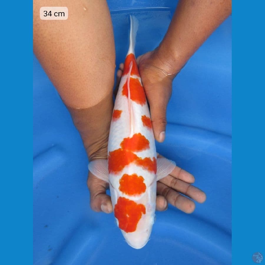 34cm - Sakura kohaku ori