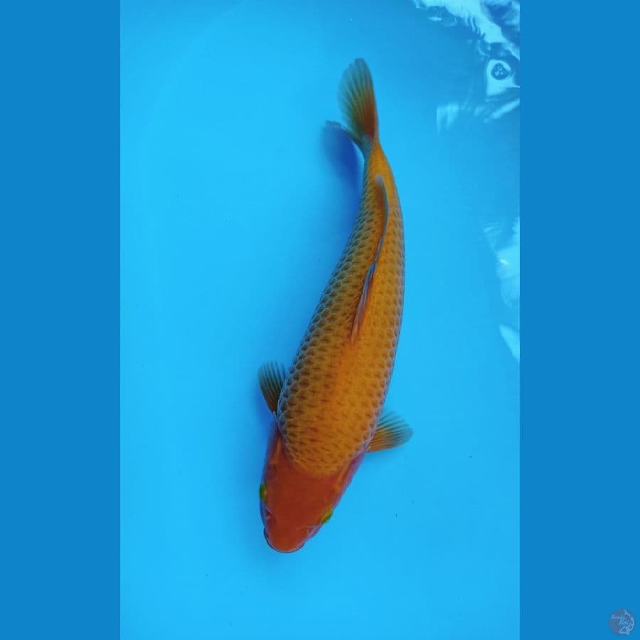 RED KARASI JAGUNG HQ 35CM MALE