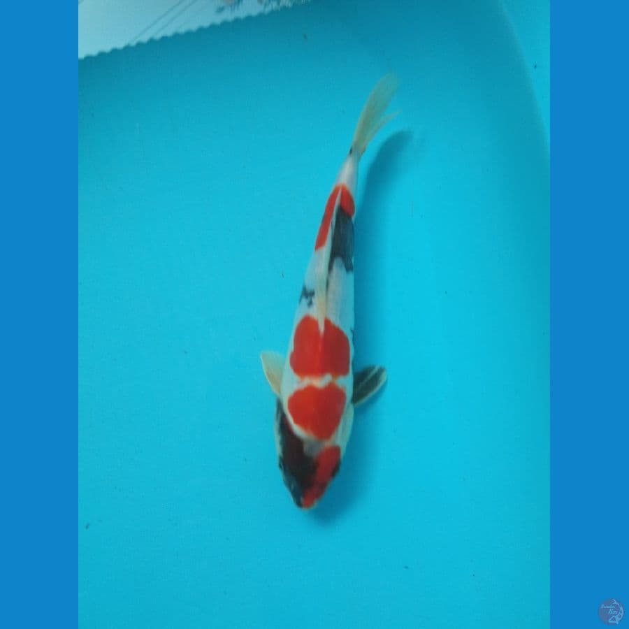 showa doit 26 cm