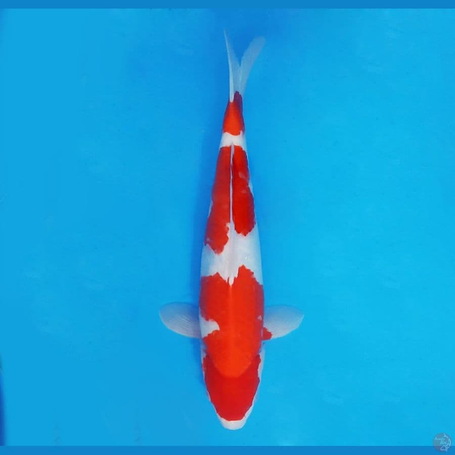 KIRIN 4 - Kohaku 34 cm/male ®