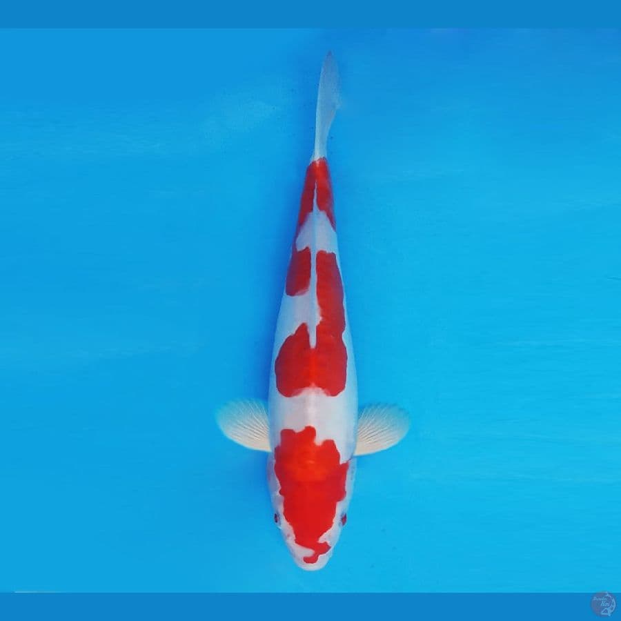 KIRIN 7 - Kohaku Doitsu 27 cm/fm ®