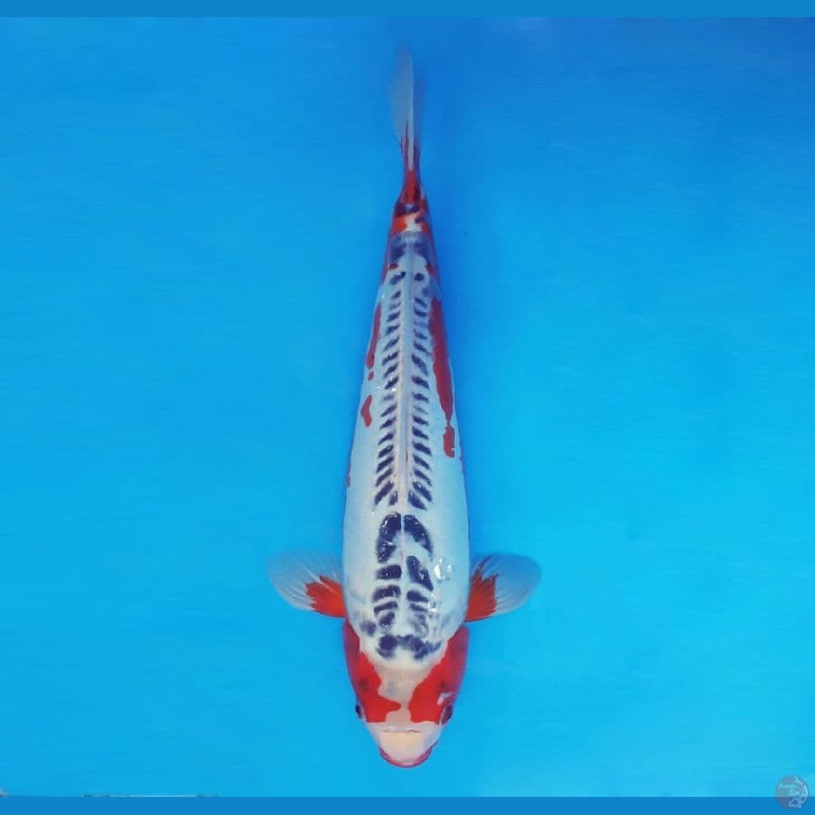 KIRIN 9 - Shusui 38 cm/fm ®