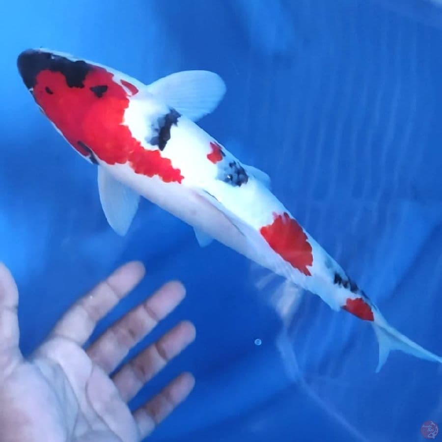 KINDAI SHOWA GOOD SKIN # 32CM - M