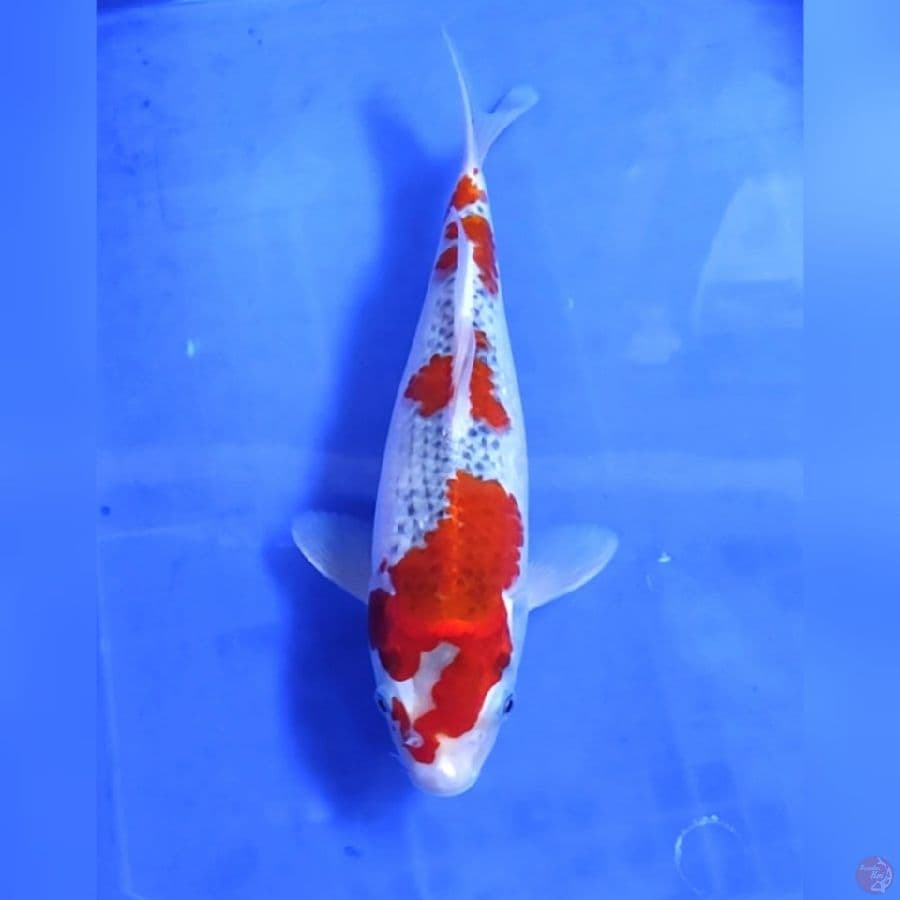 GOSHIKI # 32CM - F