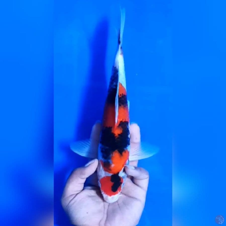 MARUTEN SHOWA # 29CM - M