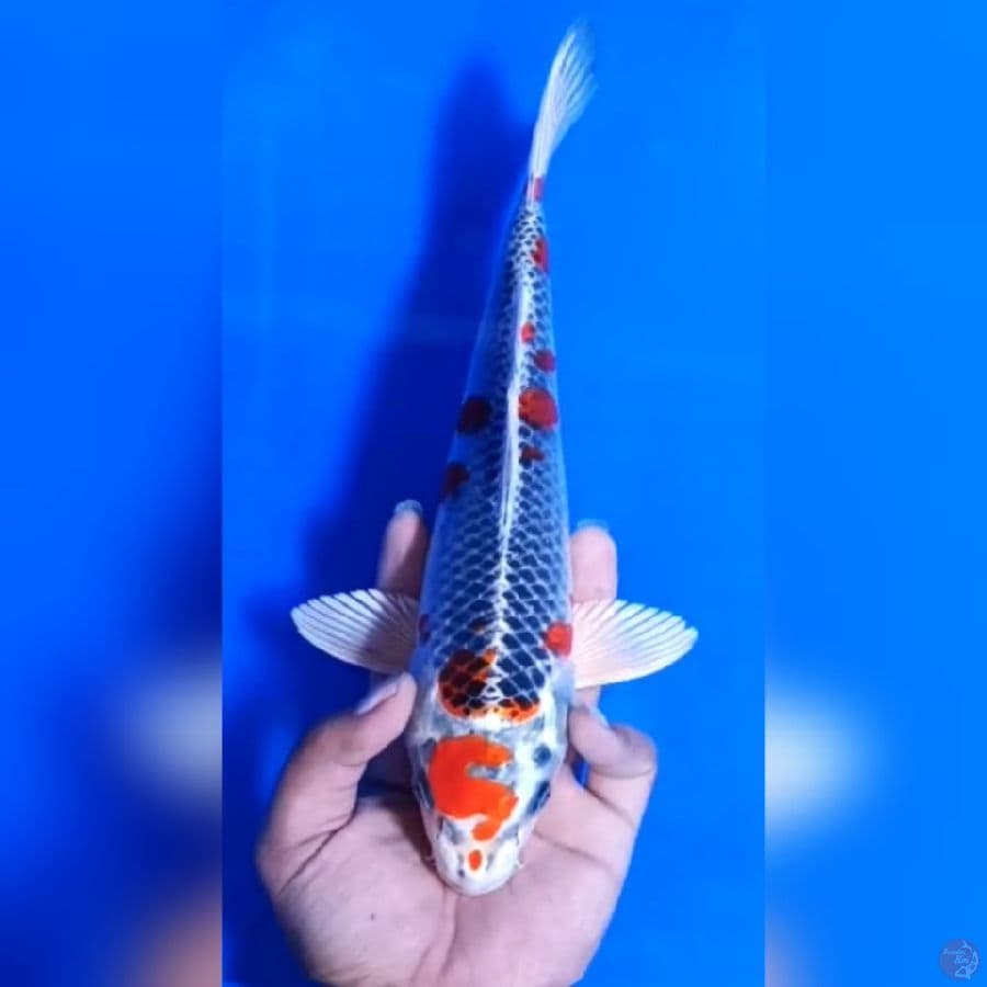 KUJAKU # 29CM -M