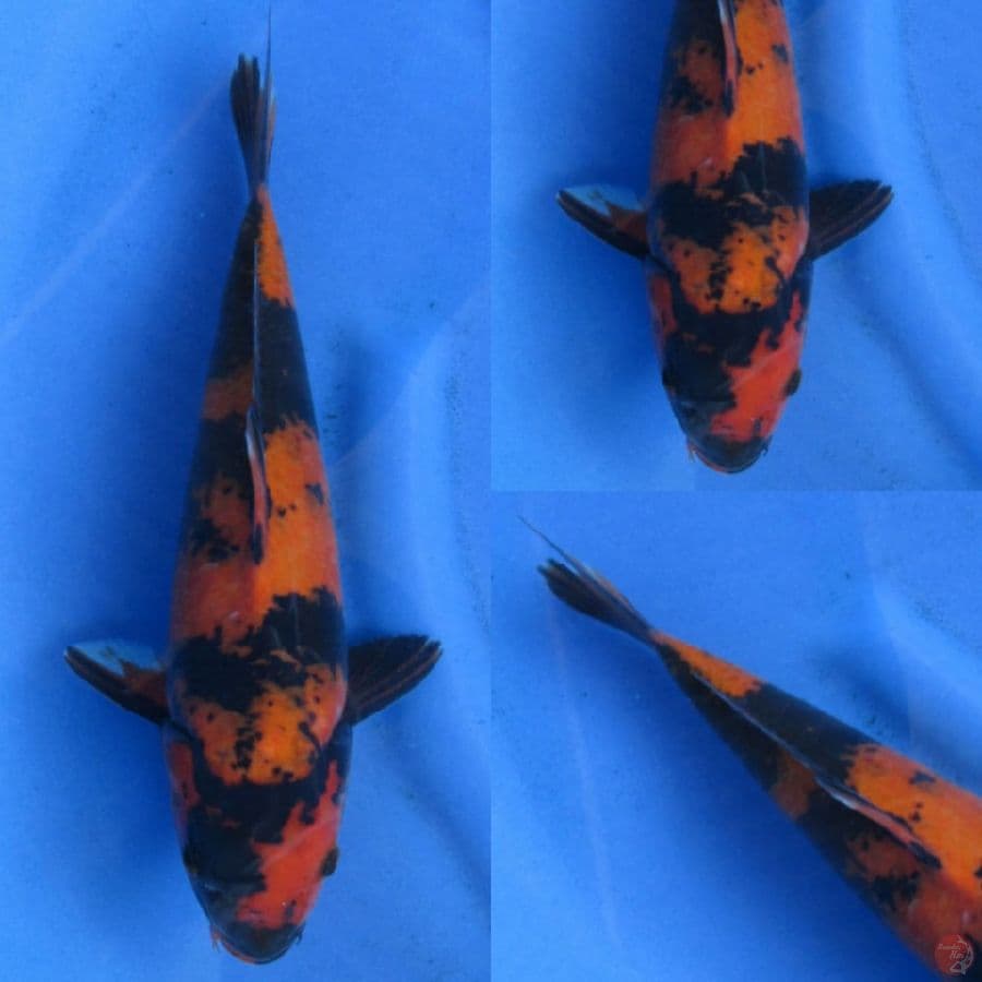 32cm , Hi Utsuri Jantan