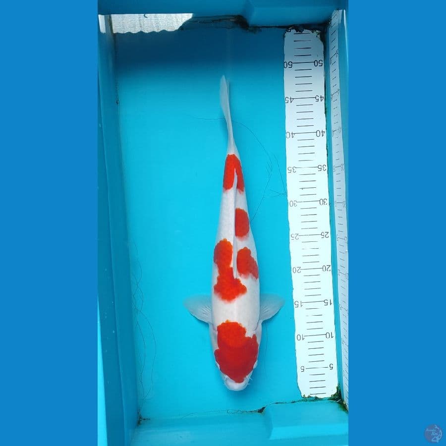 Kohaku Female size 42 cm