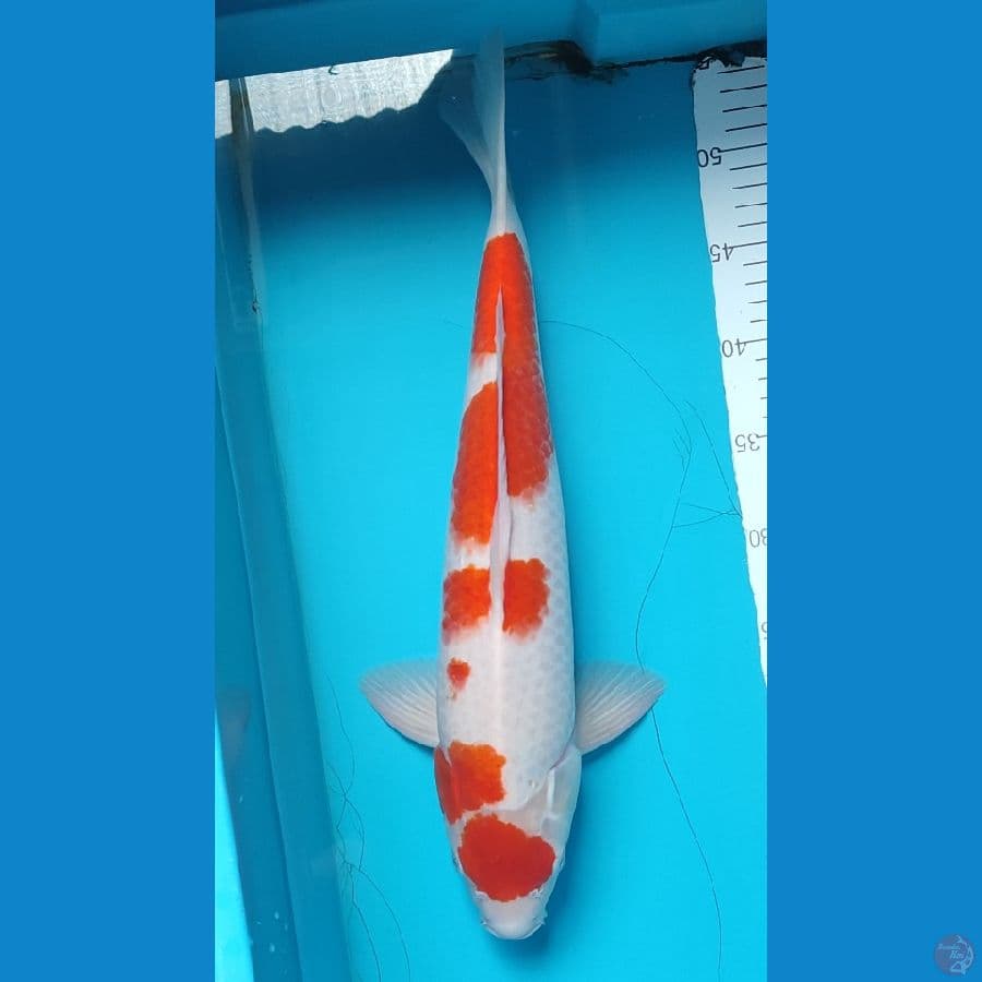 Maruten Kohaku Male size 44 cm