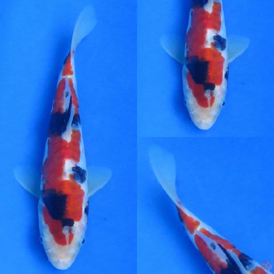 19cm , Doitsu Showa Male