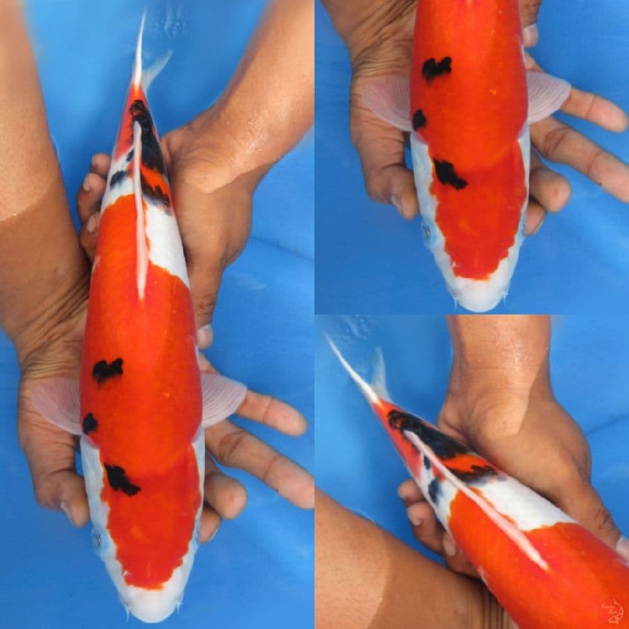 Sanke Male, 33 cm