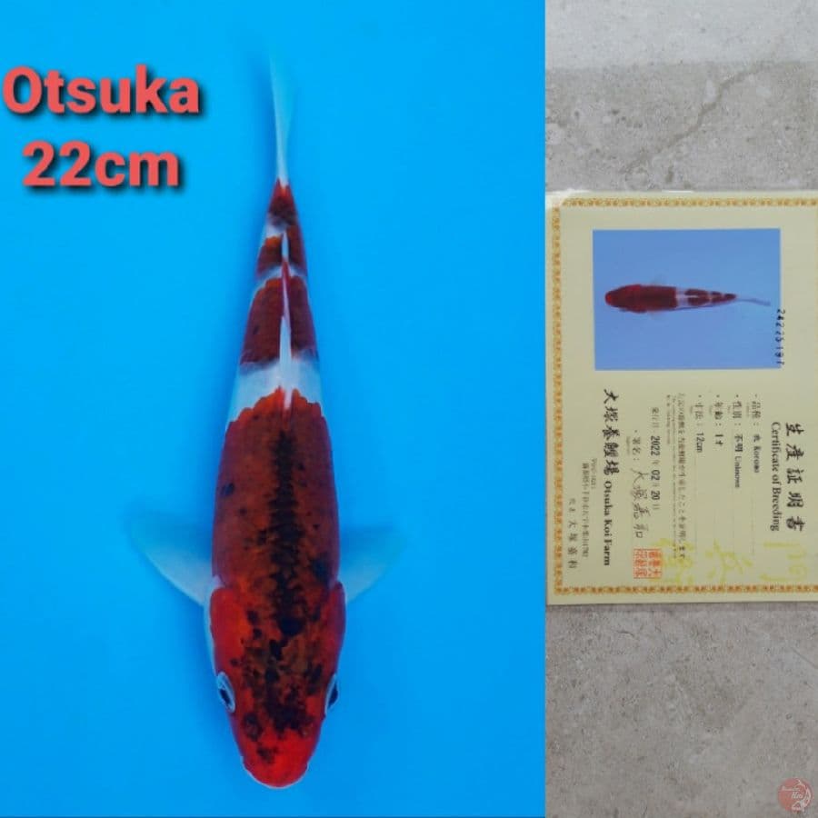 OTSUKA GOROMO 22CM SERTI