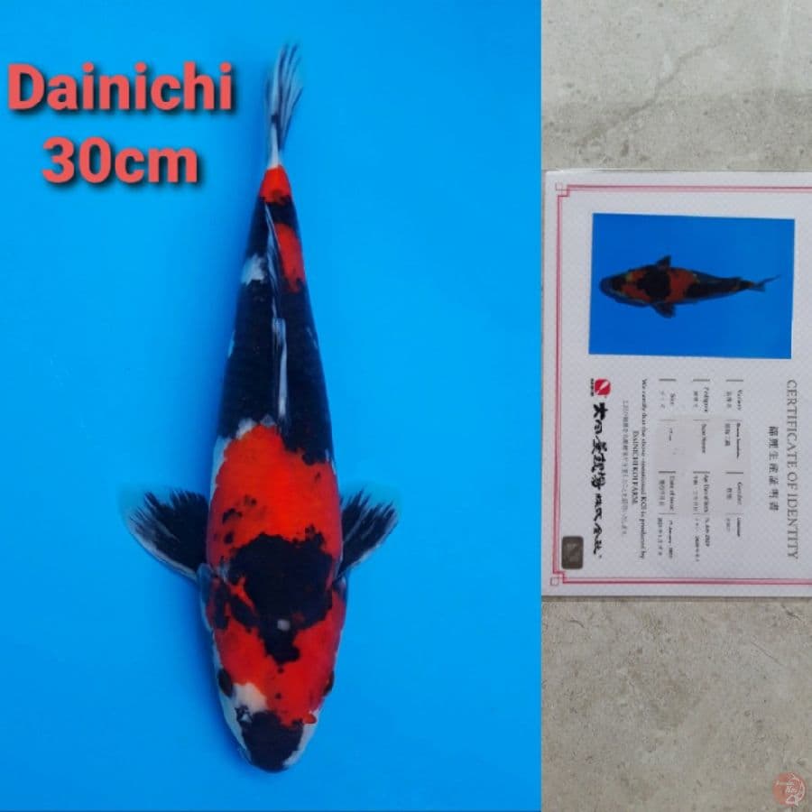 DAINICHI SHOWA 30CM SERTI