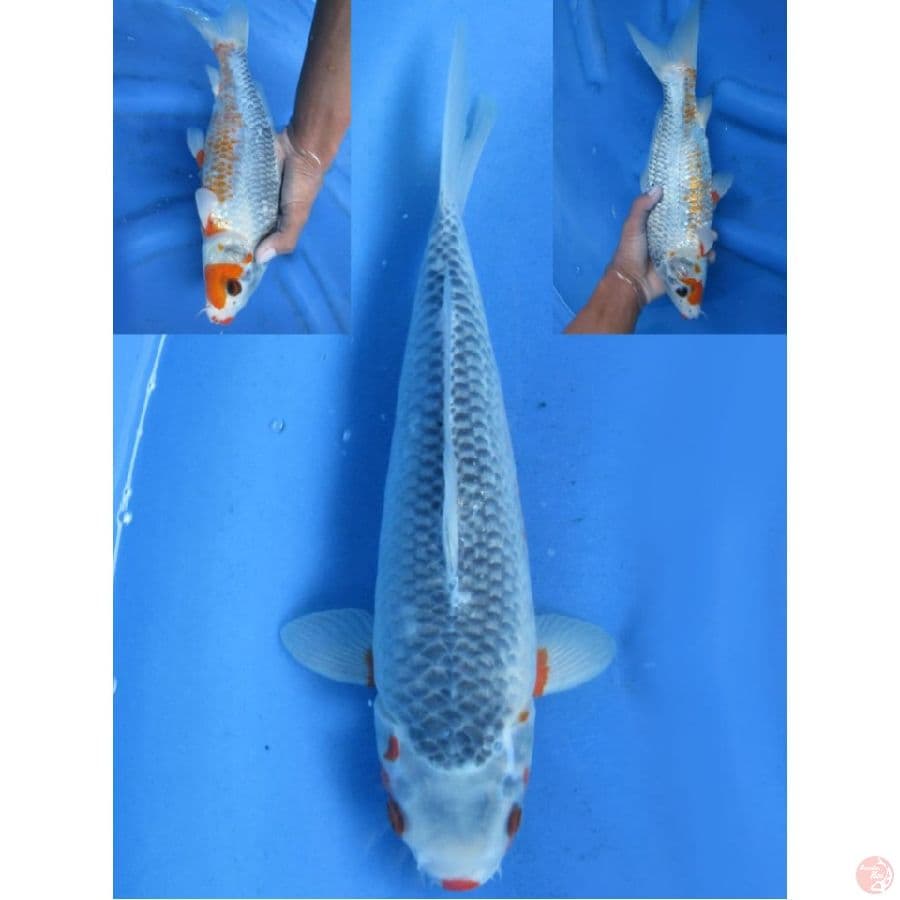 32cm , Asagi Male