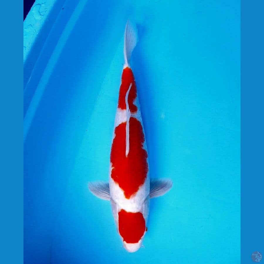 maruten kohaku 37cm (male)