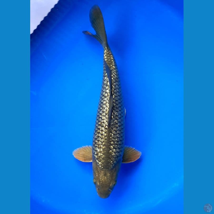 MIDORI GINRIN BULKY 37CM MALE