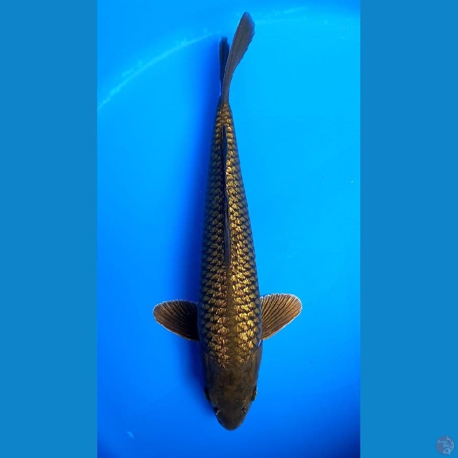 MIDORI GINRIN 37CM MALE