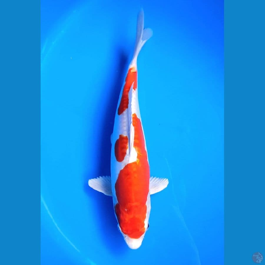 KI KHUSUI 32CM