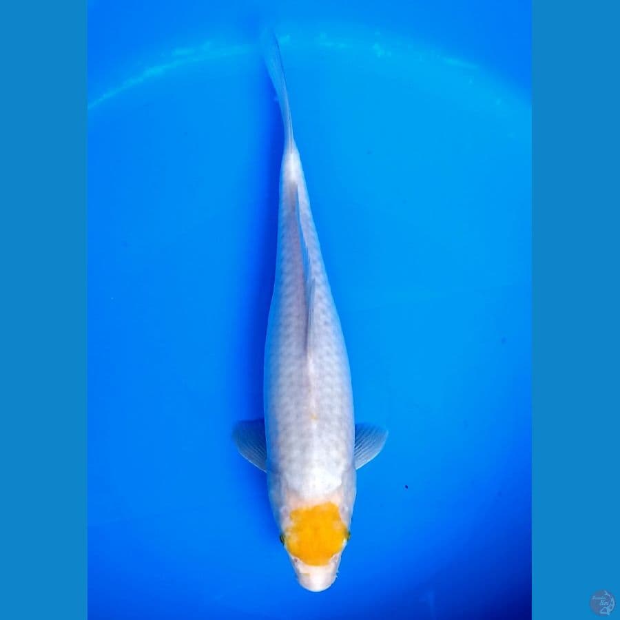 TANCHO SABIKOYO 34CM