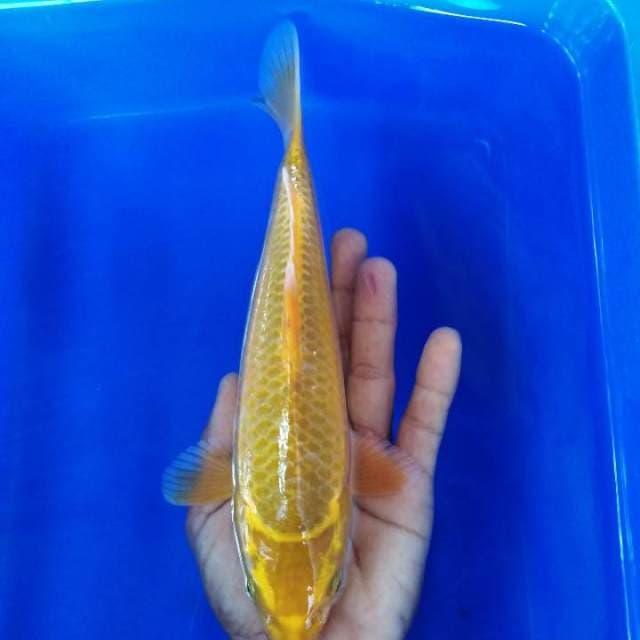 Lemon jaring rapi