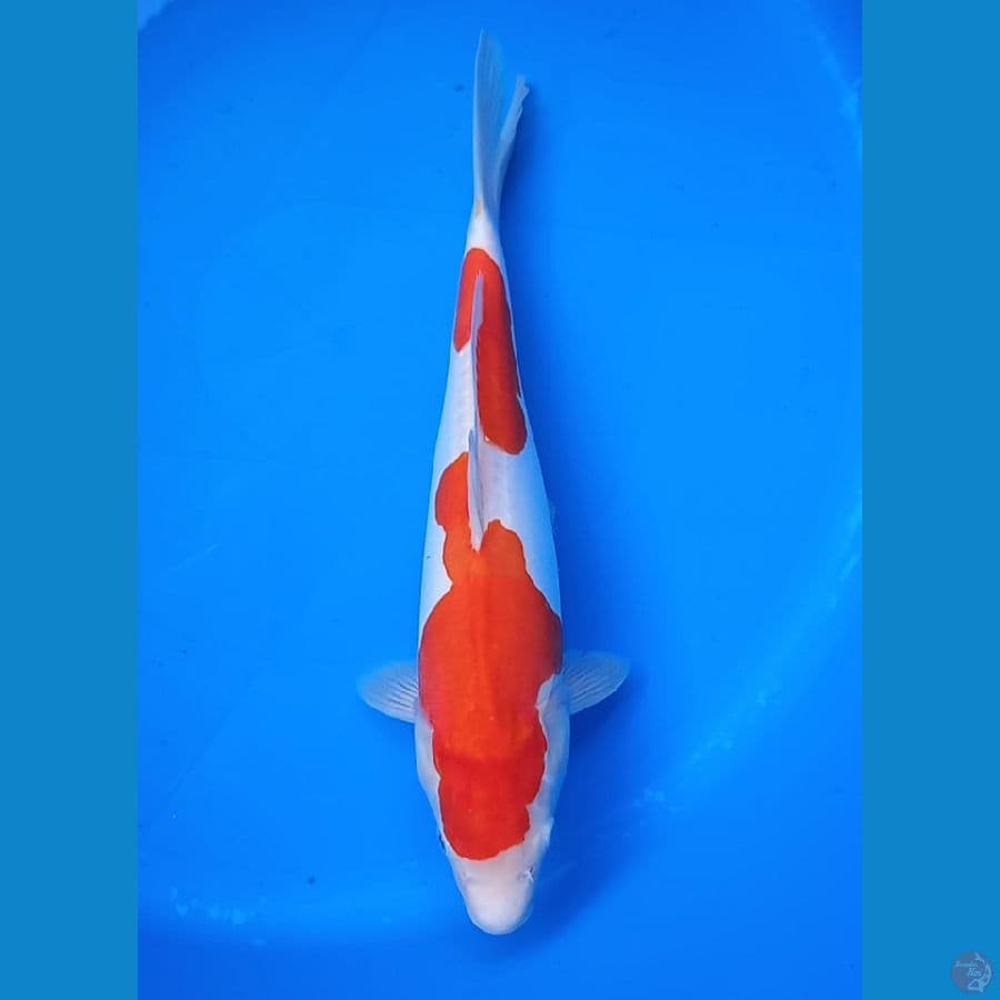 KOHAKU DOITSU 34CM