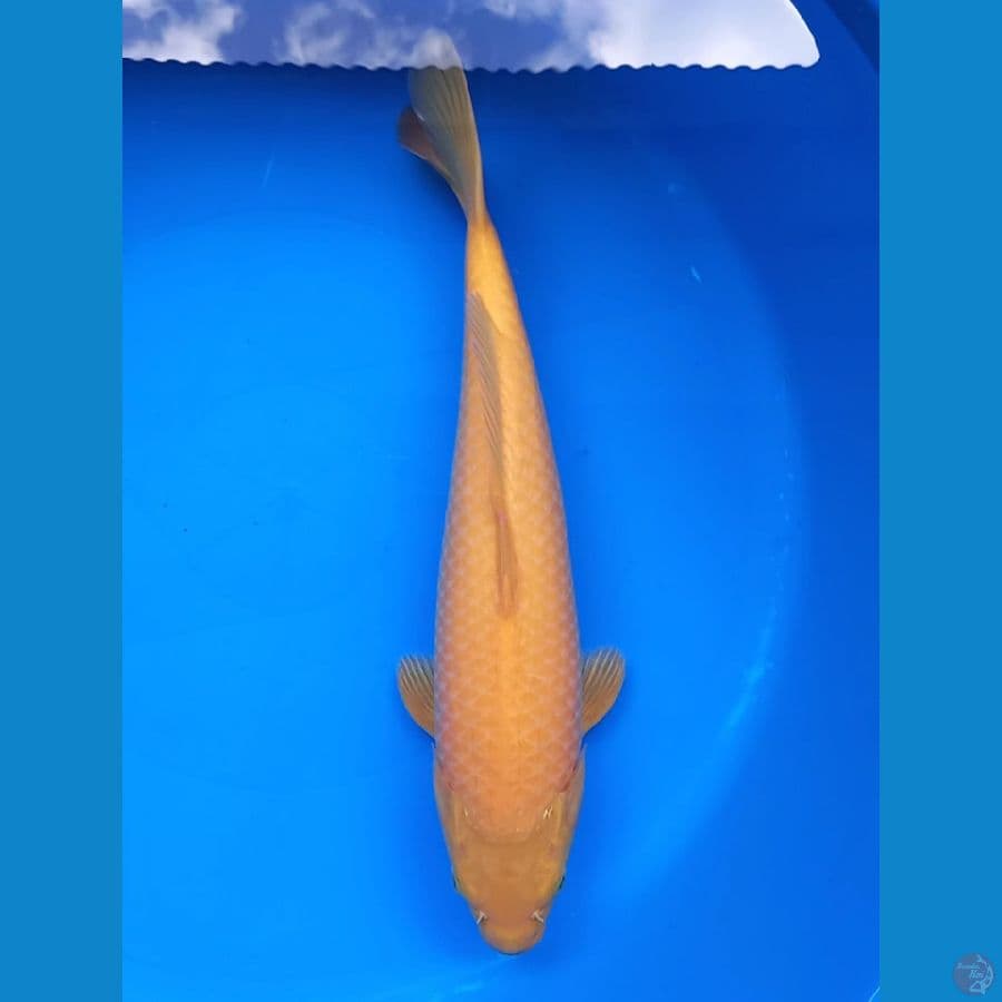 KARASHI 39CM