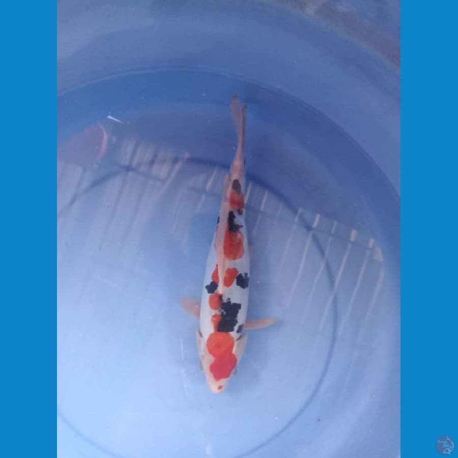 Sanke 28 cm/ M