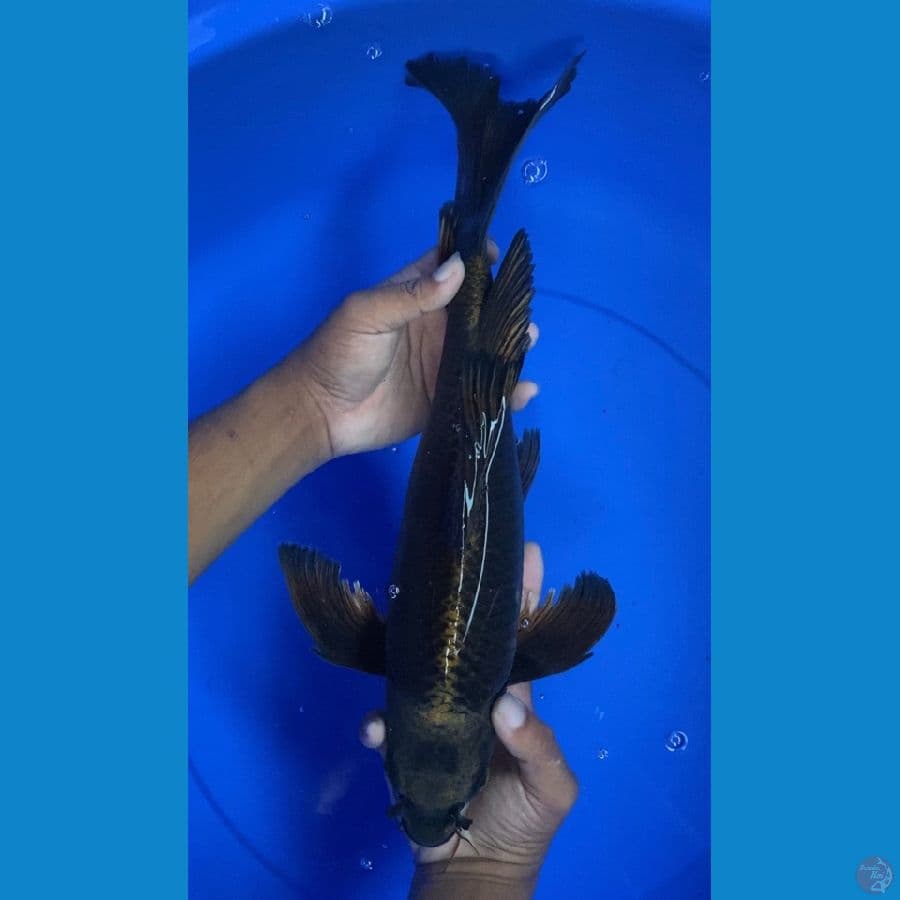 Kumpay 42cm