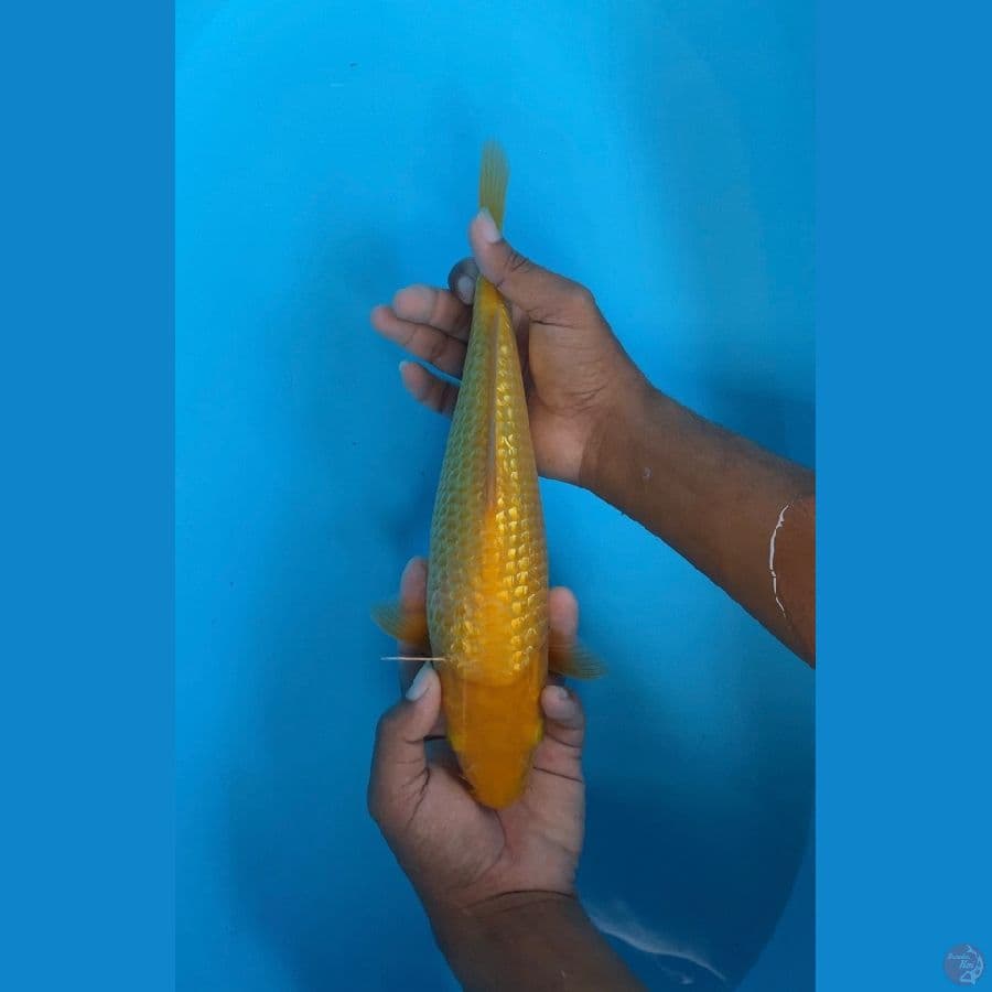 Karasi 30bu