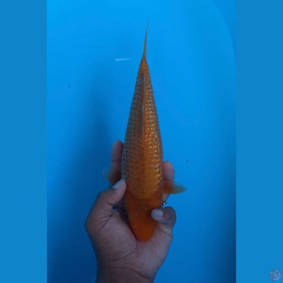 Red Karashi 27cm