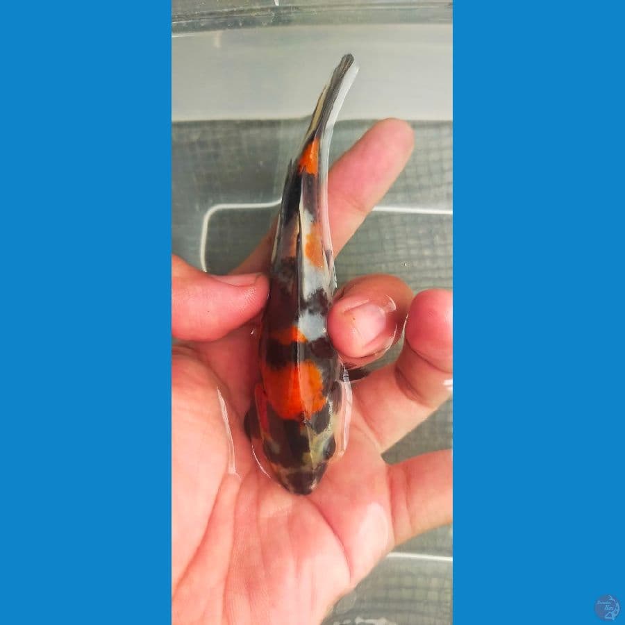 showa sansoku SQ size 12 bu