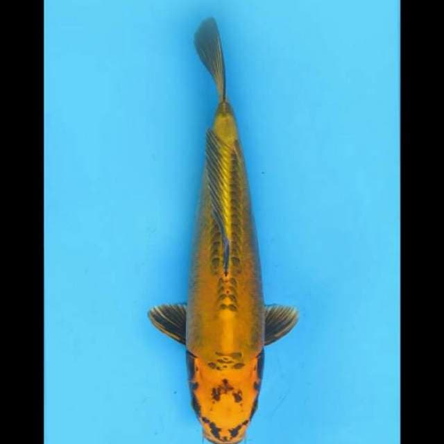 37cm Female - F1 Kawarimono Uniq