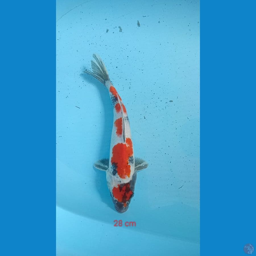 showa 28 cm