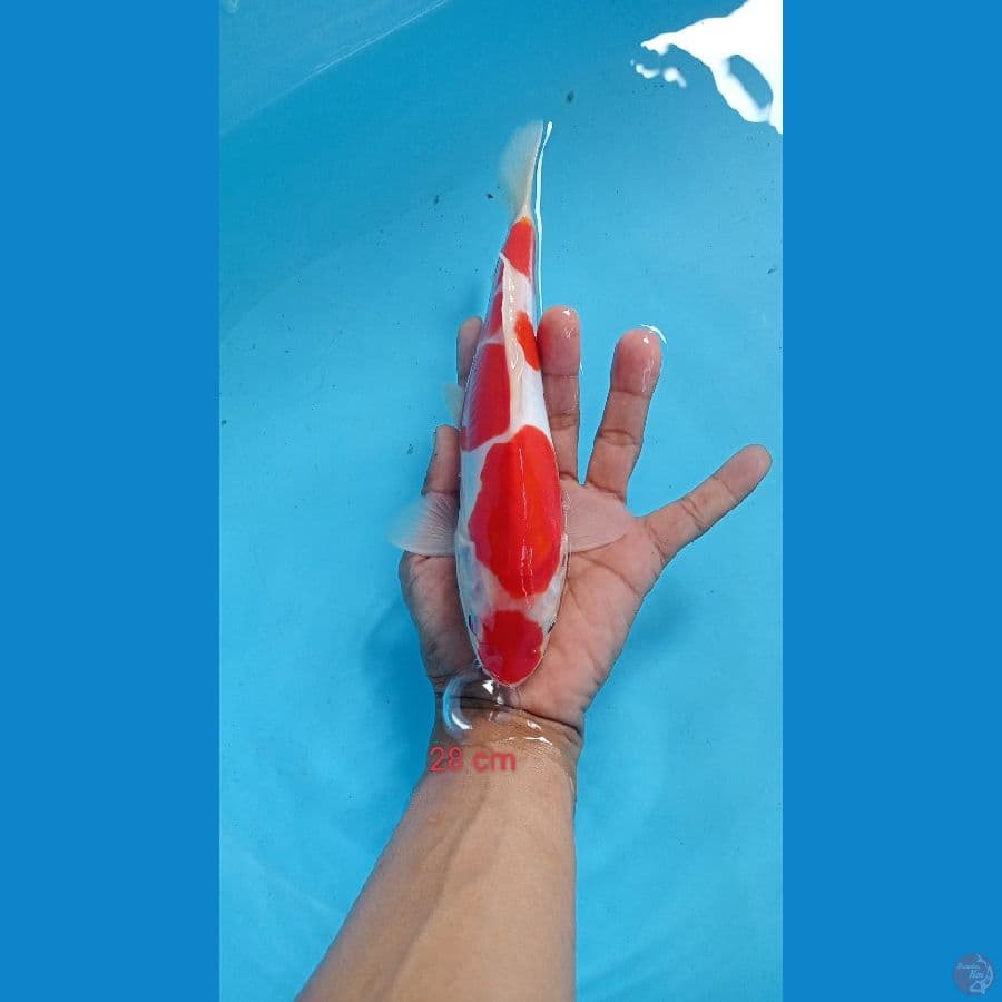kohaku doit 28 cm