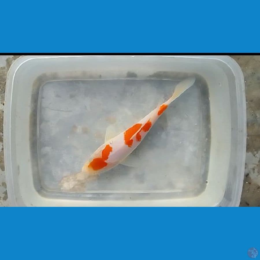 original 15cm