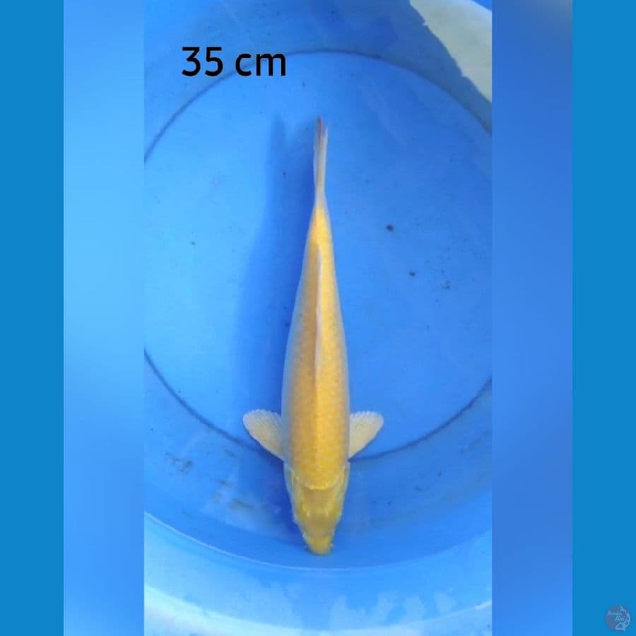 Karashi male mata merah 35 cm