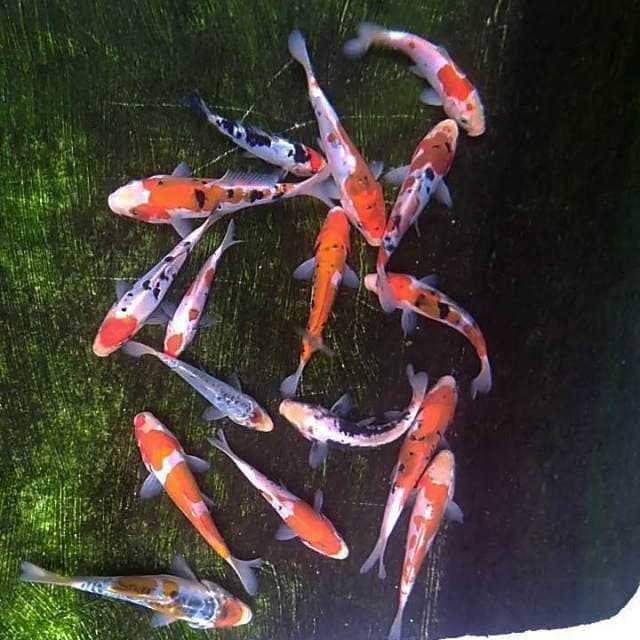 Kumon, sanke, kohaku, kujaku 19ekor