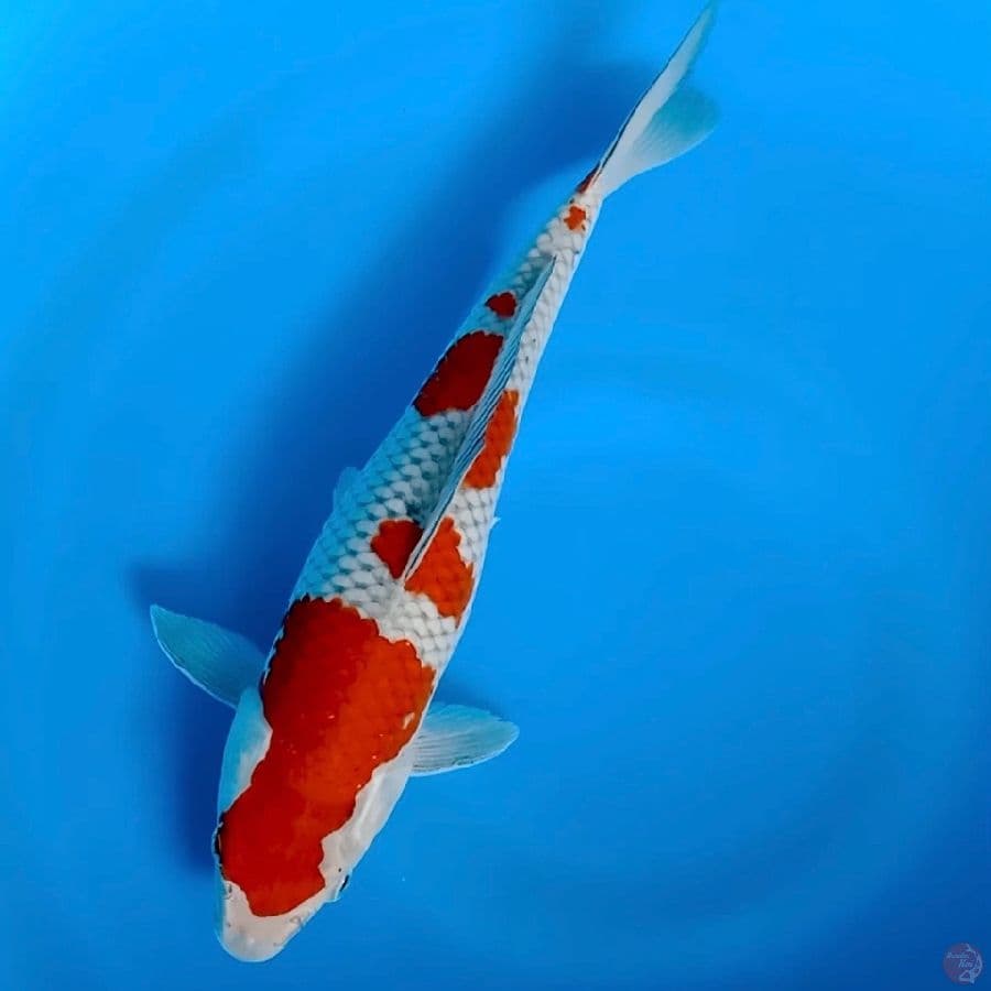 SQ ochiba 33cm