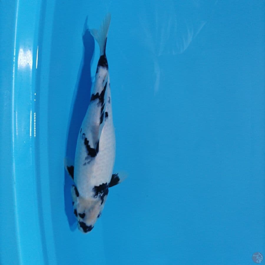 shiro 36 cm